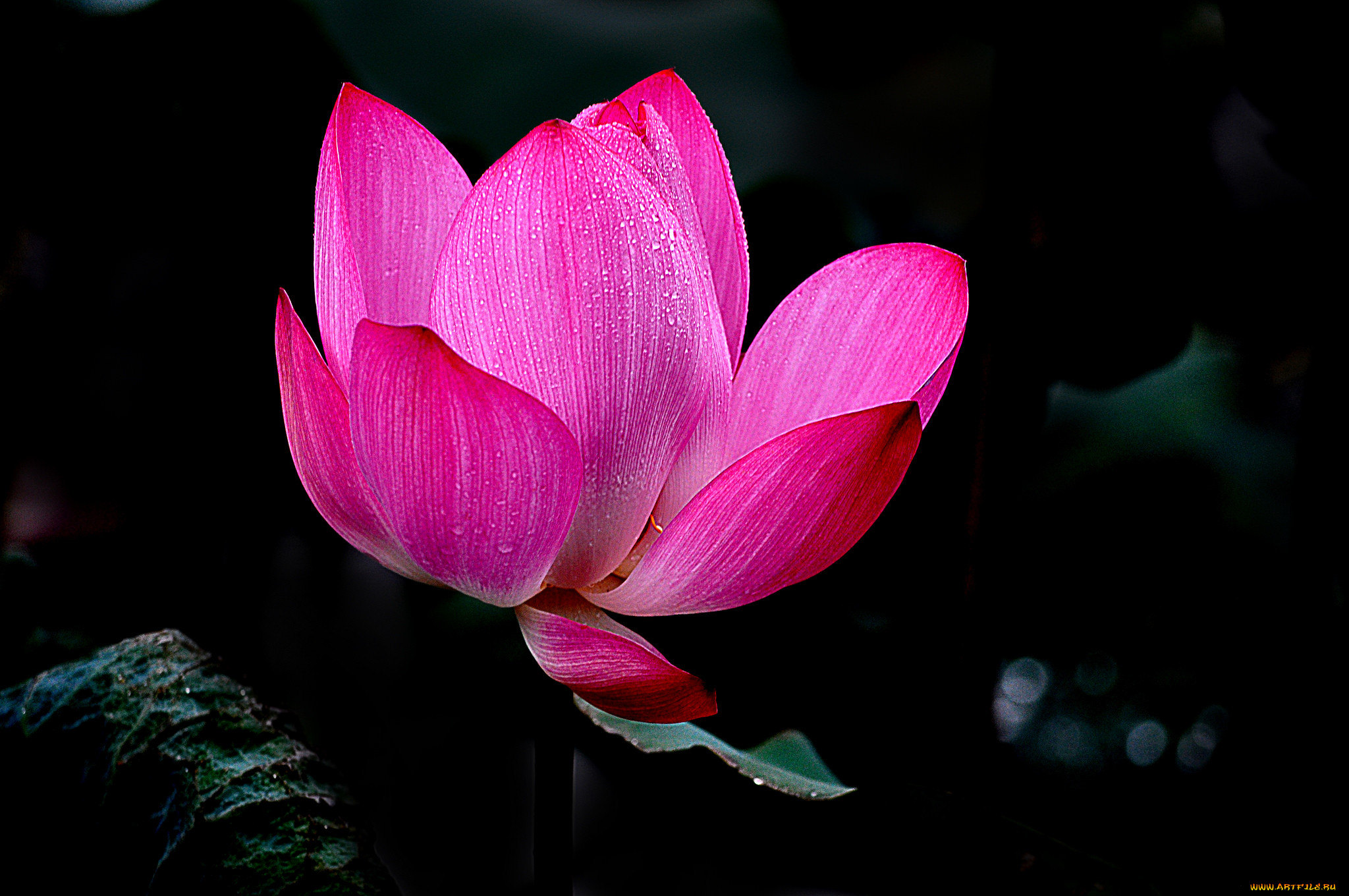 lotus, , , 